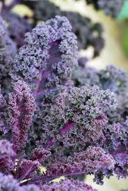 Red Veins Scarlet Kale Seeds for Planting