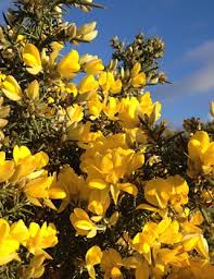 Gorse Ulex Europaeus Flower Seeds for Planting  Hardy Perennial Seeds for Vibrant Yellow Blooms