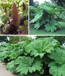 Giant Gunnera Manicata Flower seeds for Planting - Long Bloom Season, Heirloom & GMO Free Seeds for Home Garden