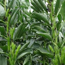 Green Aquadulce Bean Seeds - Ideal for Planting