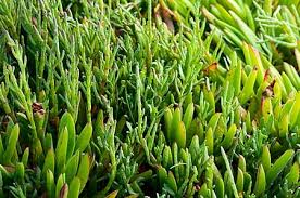 Sea Bean Vegetable Seeds for Easy Planting