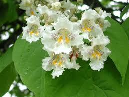 White Catalpa Bignonioides Seeds for Planting