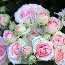 Green and Pink Rose Flower Seeds for Planting