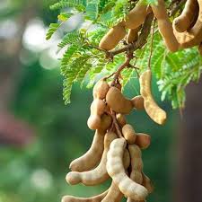 Tamarindo Seeds for Planting - Start Your Tamarind Tree Today