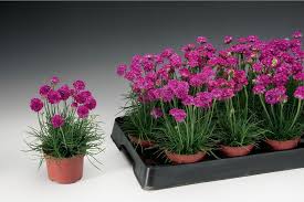 Mixed Joystick Flower Seeds - Perfect for Vibrant Planting