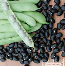 Black Turtle Bean Seeds for Planting  Premium Vegetable Seeds