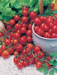 Birdie Rouge Tomato Seeds for Planting  High-Quality Heirloom Tomato Seeds
