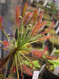 Mixed Drosera Chrysolepis Flower seeds for Planting - Long Bloom Season, Heirloom & GMO Free Seeds for Home Garden