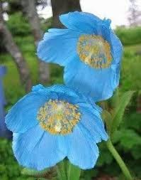 Meconopsis Flower seeds for Planting - Cut Flower Favorite, Heirloom & GMO Free Seeds for Home Garden