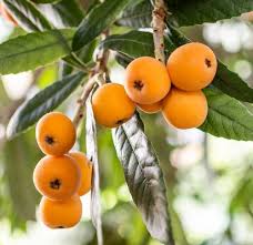 Orange Loquat Medlar Fruit Tree Seeds for Planting