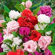 Double Camellia Mixed Flower seeds for Planting - Wildflower Mix, Heirloom & GMO Free Seeds for Home Garden
 
 Sale for planting in home garden.