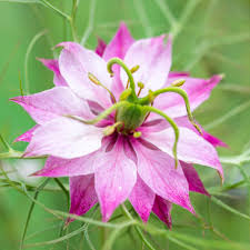 Pink Nigella Damascena Seeds for Planting - Annual Flower Seeds for Spring Gardening