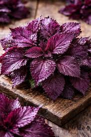 Purple Perilla Leaf Flower seeds for Planting - Long Bloom Season, Heirloom & GMO Free Seeds for Home Garden