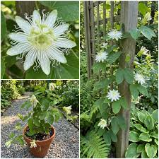 White Passiflora Biflora Flower Seeds for Planting  Seed for Elegant White Blooms in Gardens