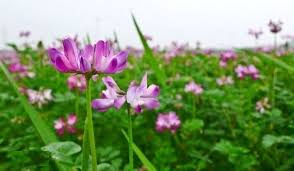 Astragalus Sinicus Seeds for Planting - Beautiful Flower Blooms