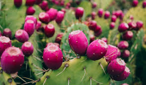 Pink Opuntia Flower seeds for Planting - Colorful Display, Heirloom & GMO Free Seeds for Home Garden