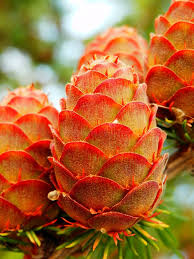 Orange Larch Flower seeds for Planting - Premium Quality, Heirloom & GMO Free Seeds for Home Garden