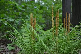 Green Fern Spore Flower seeds for Planting - Seasonal Bloomer, Heirloom & GMO Free Seeds for Home Garden