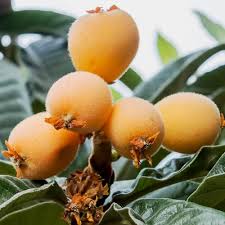 Orange Loquat Medlar Fruit Tree Seeds for Planting