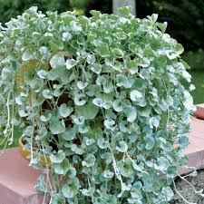 Silver Dichondra Flower seeds for Planting - Fragrant Blossoms, Heirloom & GMO Free Seeds for Home Garden