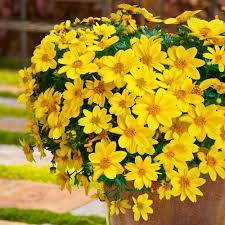 Yellow Bidens Sunshine Flower seeds for Planting - Vibrant Colors, Heirloom & GMO Free Seeds for Home Garden