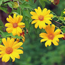 Yellow Tithonia Diversifolia Giant Sunflower Tree Seeds  Planting Tips Included