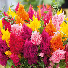 Plumed Flower Seeds for Vibrant Garden Planting