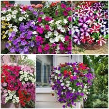 Mixed Petunia Seeds for Planting - Colorful Flower Variety