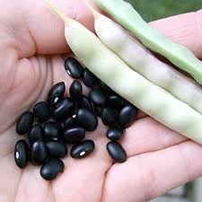 Black Turtle Bean Seeds for Planting  Premium Vegetable Seeds