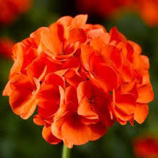 Orange Geranium Zonal Flower seeds for Planting - Sun Loving, Heirloom & GMO Free Seeds for Home Garden