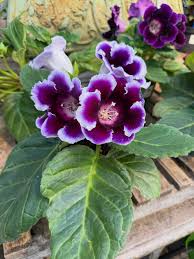 Violet White Gloxinia Flower Seeds: Planting the Perfect Floral Delight