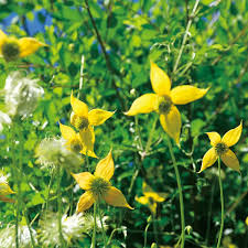 Yellow Clematis Flower Seeds for Planting – Heirloom NonGMO Organic Garden Seeds – Long Bloom Season High Germination
 
 Sale