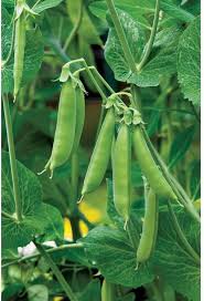 Oregon Sugar Pod Pea Seeds for Planting - Crisp and Sweet Edible Pods