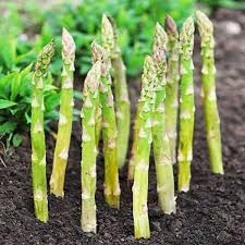 Green Wild Asparagus Seeds for Planting