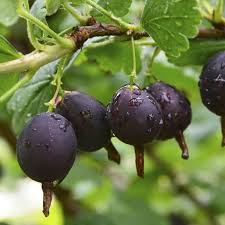 Jostaberry Seeds for Planting | Unique Hybrid Fruit Planting Seeds