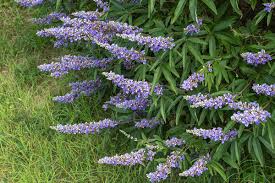 Violet Chaste Tree Seeds for Easy Planting