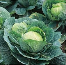 Golden Acre Cabbage Seeds for Planting - High Yield Variety