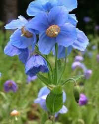 Meconopsis Flower seeds for Planting - Cut Flower Favorite, Heirloom & GMO Free Seeds for Home Garden