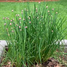 Green Chive Vegetable Seeds - Perfect for Planting