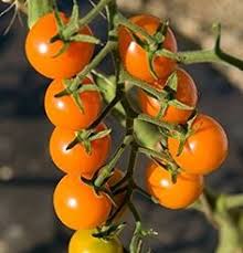 Sungold Tomato Planting Seeds - Grow Delicious Tomatoes