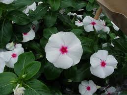 White Periwinkle Flower Seeds for Planting - Create Stunning Floral Arrangements
