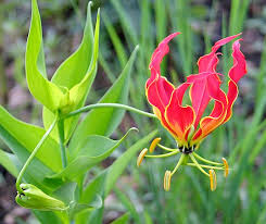 Yellow Red Gloriosa Superba Flower Planting Seeds