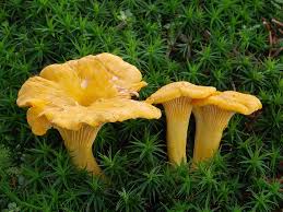 Yellow Chanterelle Mushroom Seeds for Planting