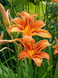 Hemerocallis Orange Seeds  Easy Planting for Stunning Blooms