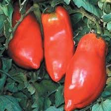 Red Opalka Vegetable Seeds - Easy Planting for Home Gardens