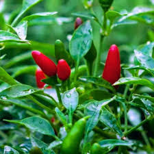 Chile Pepper Planting Seeds for Vegetable Gardens