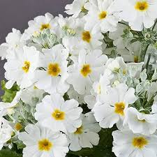 White Primrose Flower Seeds for Planting