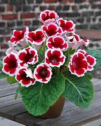 Red Gloxinia Flower Seeds for Lush Blooms  Easy Planting