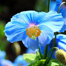 Blue Himalayan Poppy Tibetan Meconopsis Flower Seeds for Planting - Vibrant Garden Blooms