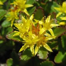 Yellow Aizoon Flower Seeds Planting